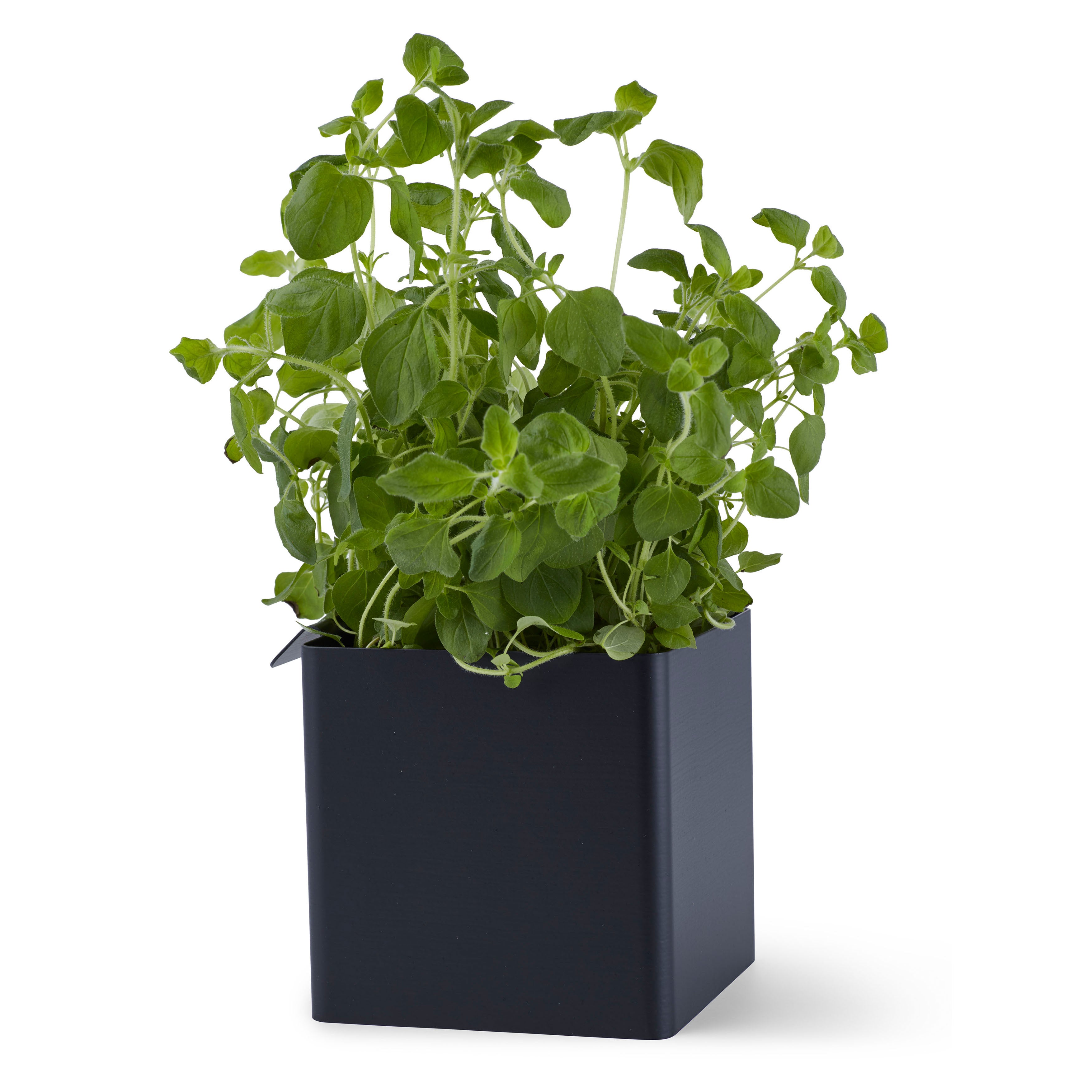 FLEX Box Klein Schwarz